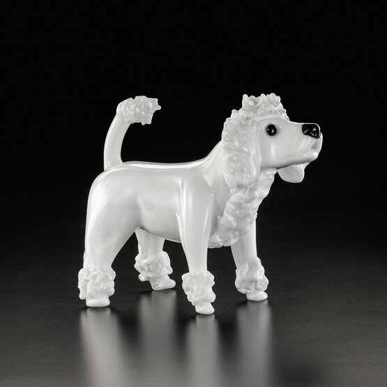 Poodle, White poodle